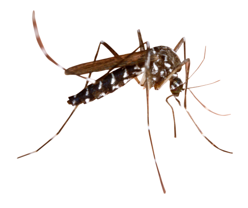 Dedetização de mosquito da dengue na Vila Nova Conceição