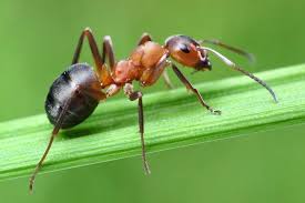 Dedetização de formiga na Cidade Jardim