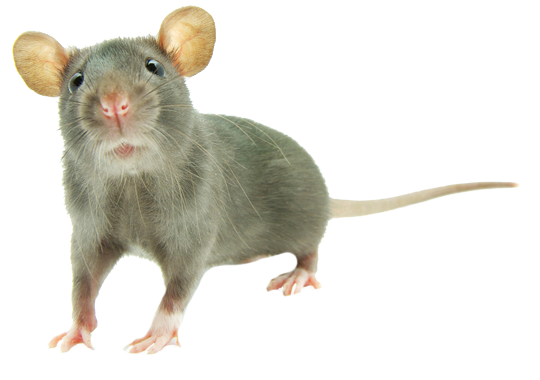 Dedetização de ratos na Santa Ifigênia